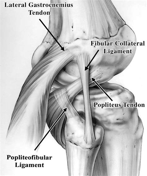 test to identify tears of the joint capsule|Imaging of Athletic Injuries of Knee Ligaments and .